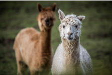 Foto von einem weißen und einem braunen Lama auf der Weide