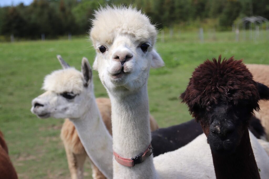 Zwei weiße und ein schwarzes Lama gucken in die Kamera.